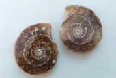 Ammonit Anhänger Größe ca. 4 cm